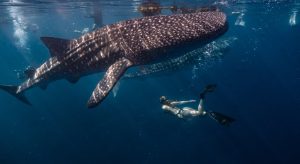 SEO for Maui Snorkeling, Diving, and Whale Watching Companies